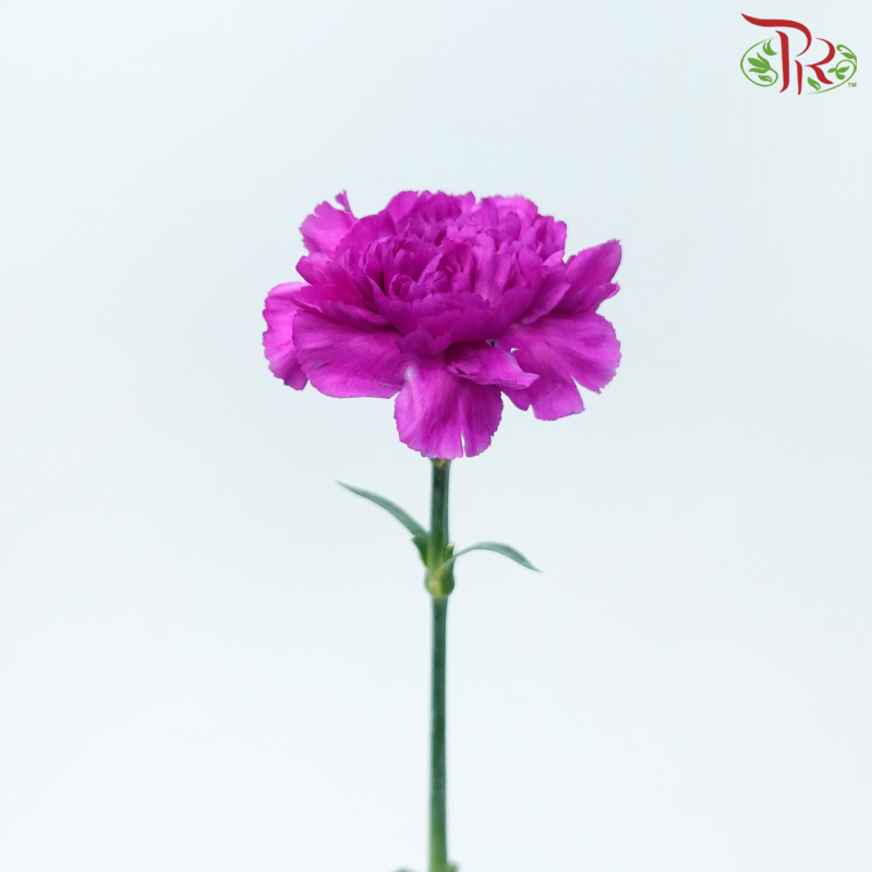 Carnation - Cherry Pink (10 Stems)-Cherry Pink-Columbia-prflorist.com.my