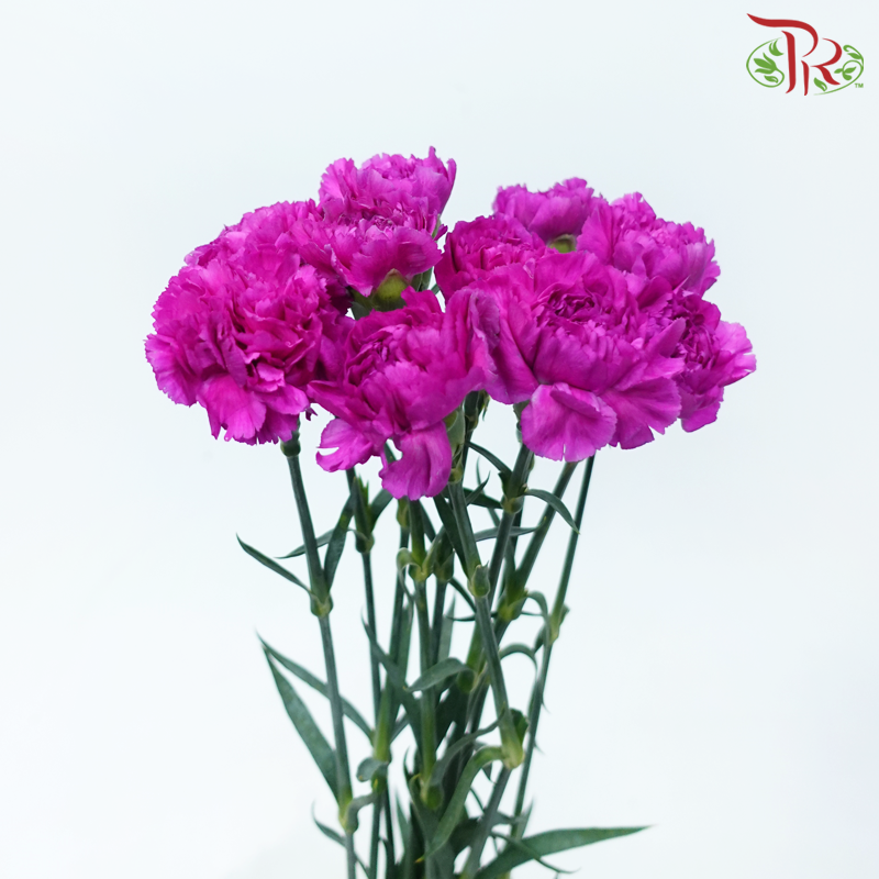 Carnation - Cherry Pink (10 Stems)-Cherry Pink-Columbia-prflorist.com.my