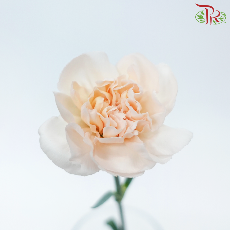 Carnation - Chic Peach (10 Stems)-Chic Peach-Columbia-prflorist.com.my