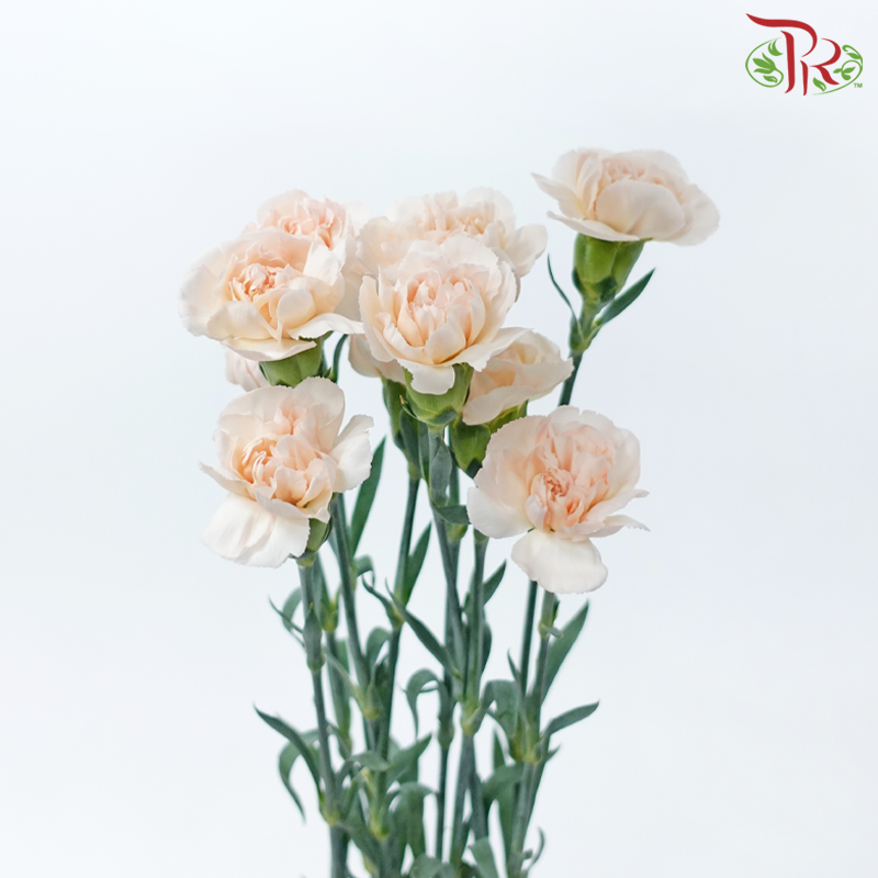 Carnation - Chic Peach (10 Stems)-Chic Peach-Columbia-prflorist.com.my