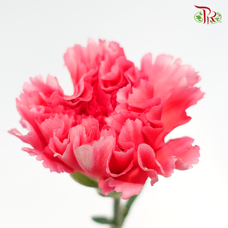 Carnation - Chopin (10 Stems)-Pink-Columbia-prflorist.com.my