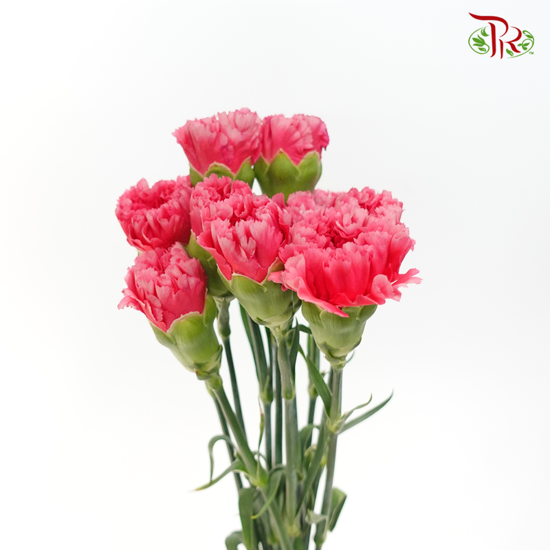 Carnation - Chopin (10 Stems)-Pink-Columbia-prflorist.com.my