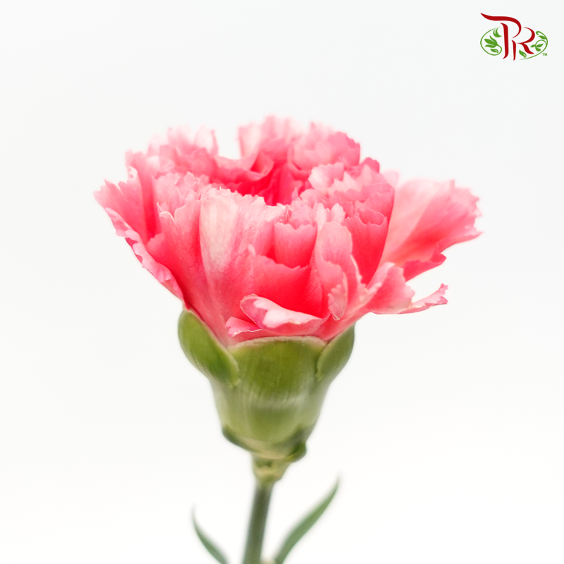 Carnation - Chopin (10 Stems)-Pink-Columbia-prflorist.com.my