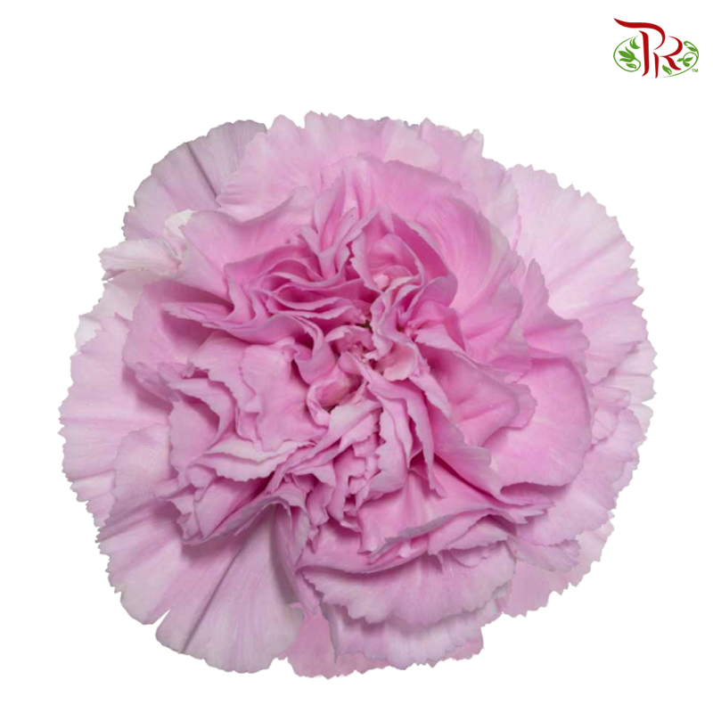 Carnation - Clear Water (10 Stems)-Pink-Kenya-prflorist.com.my