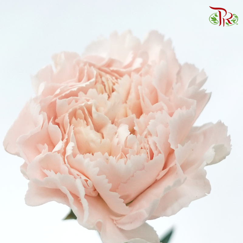 Carnation《康乃馨》