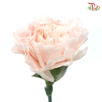 Carnation《康乃馨》