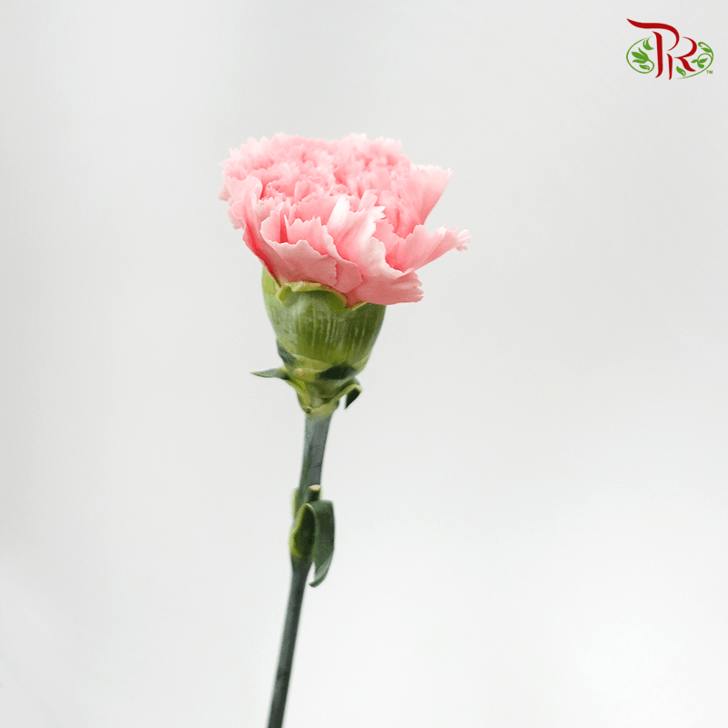 Carnation - Corvette (10 Stems)-Pink-Columbia-prflorist.com.my
