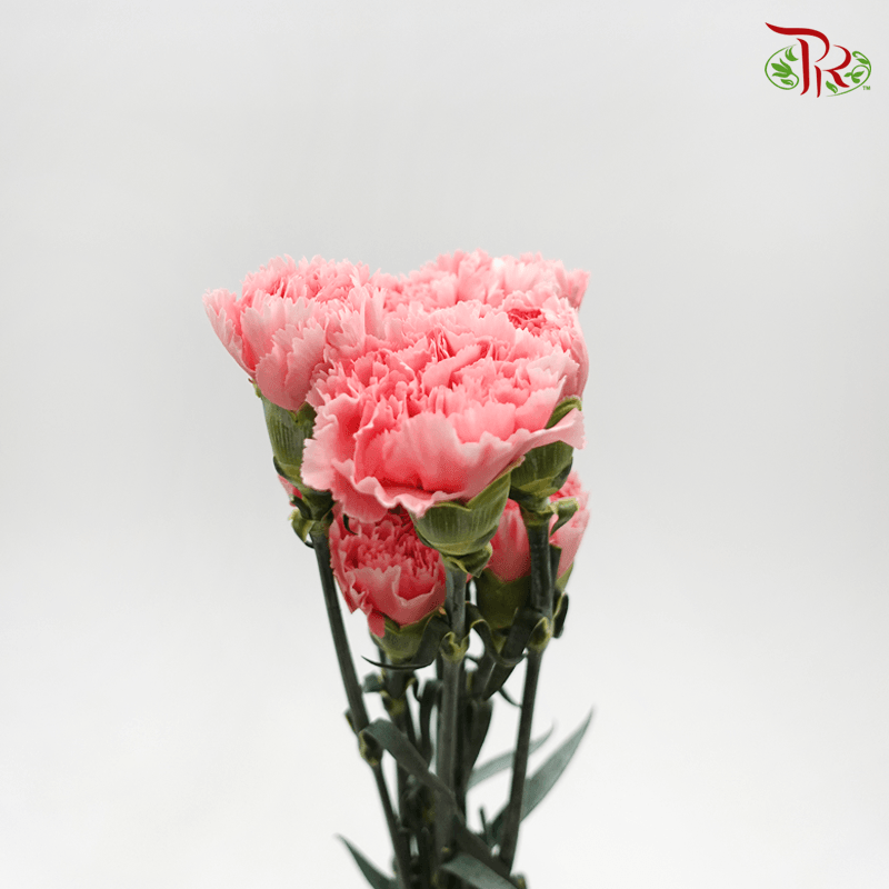 Carnation - Corvette (10 Stems)-Pink-Columbia-prflorist.com.my