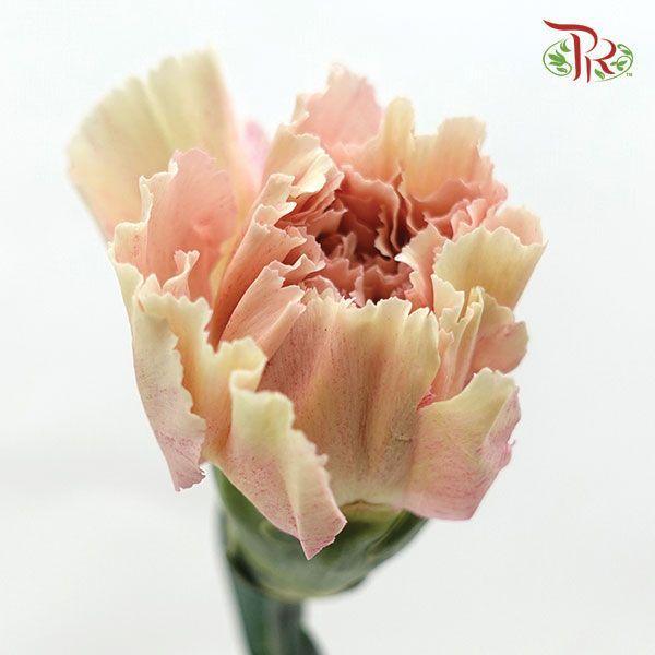 Carnation - Creta (10 Stems)-Columbia-prflorist.com.my