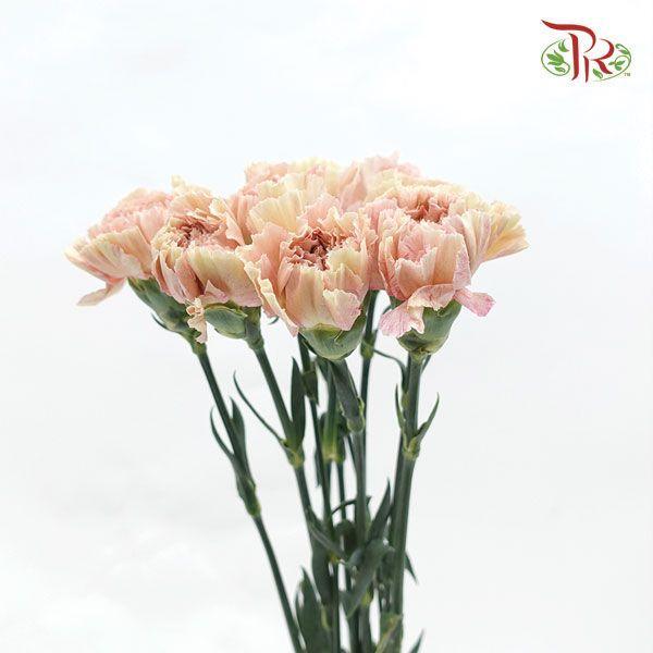 Carnation - Creta (10 Stems)-Columbia-prflorist.com.my