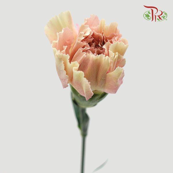 Carnation - Creta (10 Stems)-Columbia-prflorist.com.my