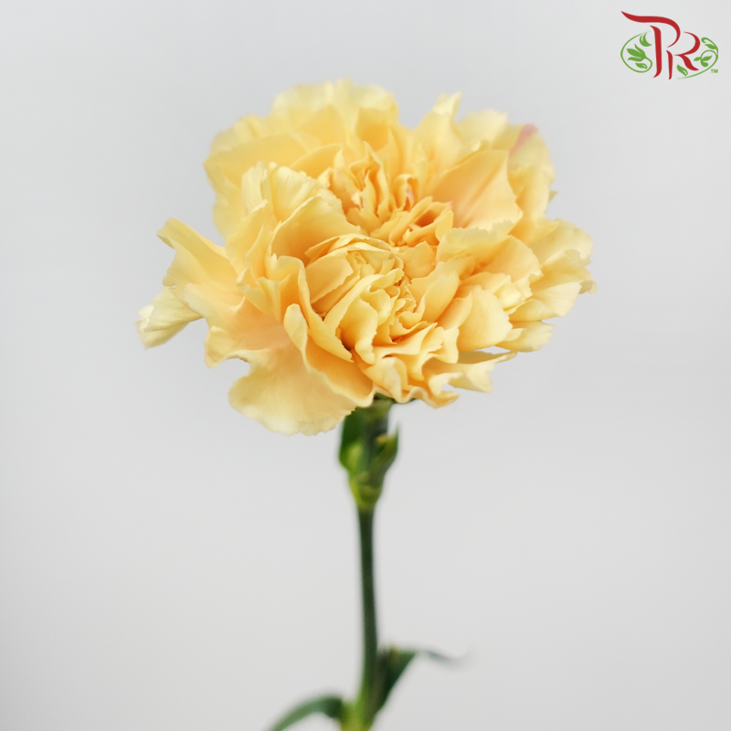 Carnation - Crimea (10 Stems)-Orange-Columbia-prflorist.com.my