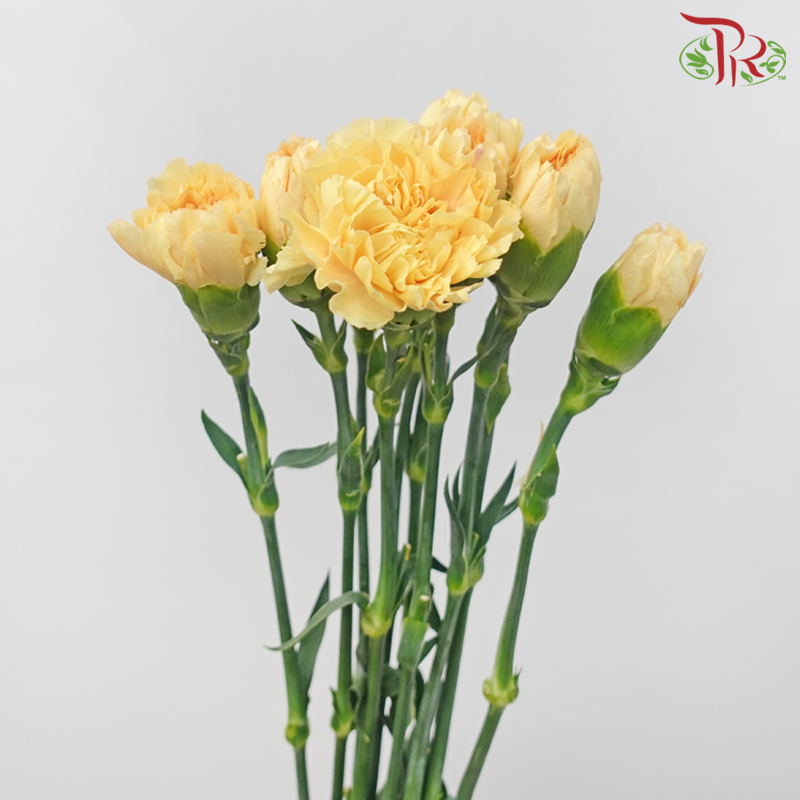 Carnation - Crimea (10 Stems)-Orange-Columbia-prflorist.com.my