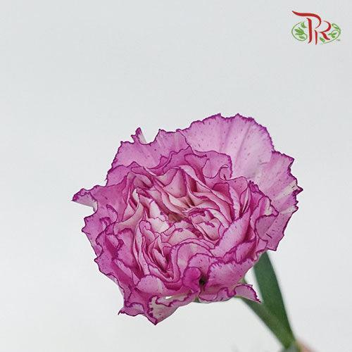 Carnation - Crono Golem(19-20 Stems)-Purple-Vietnam-prflorist.com.my