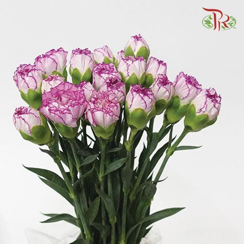 Carnation - Crono Golem(19-20 Stems)-Purple-Vietnam-prflorist.com.my