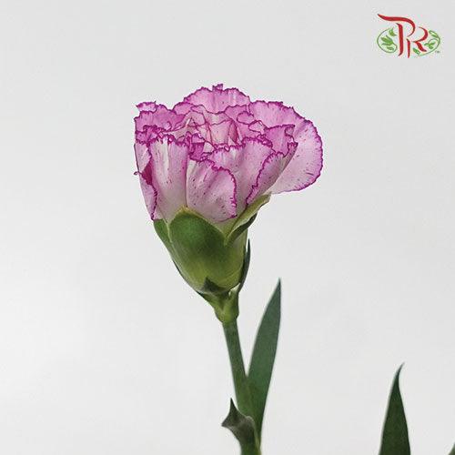 Carnation - Crono Golem(19-20 Stems)-Purple-Vietnam-prflorist.com.my