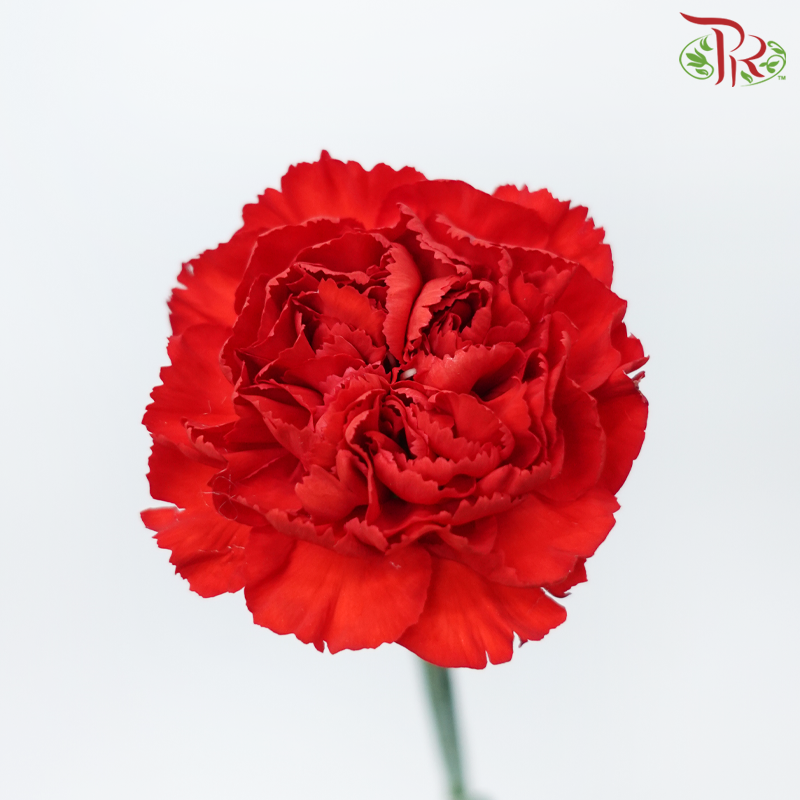 Carnation - Dante Red (19-20 Stems)-Red-Vietnam-prflorist.com.my