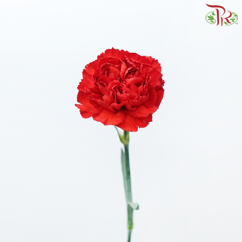 Carnation - Dante Red (19-20 Stems)-Red-Vietnam-prflorist.com.my
