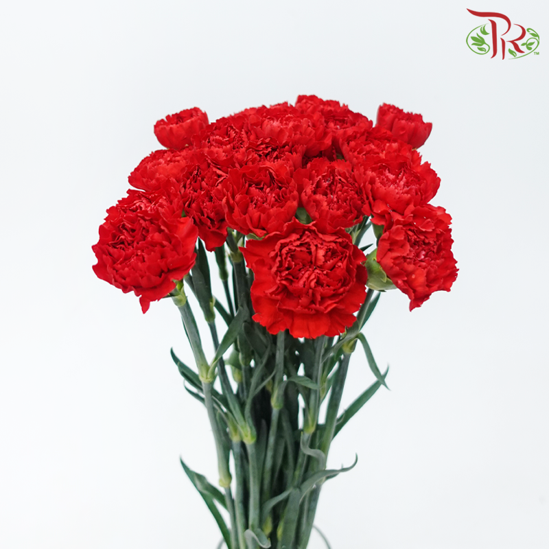 Carnation - Dante Red (19-20 Stems)-Red-Vietnam-prflorist.com.my