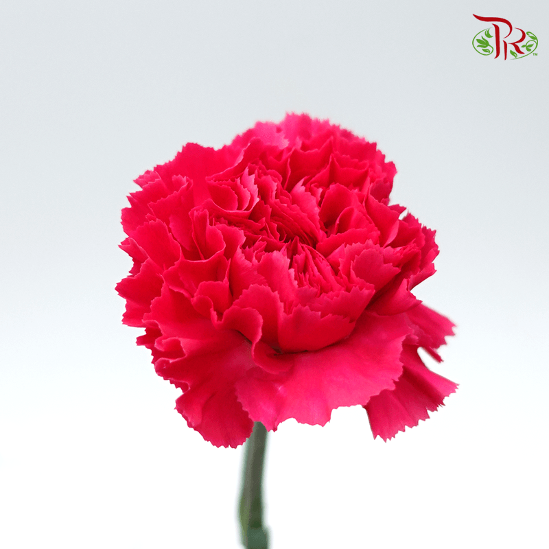 Carnation - Dark Pink (10 Stems)-Cherry Pink-Columbia-prflorist.com.my