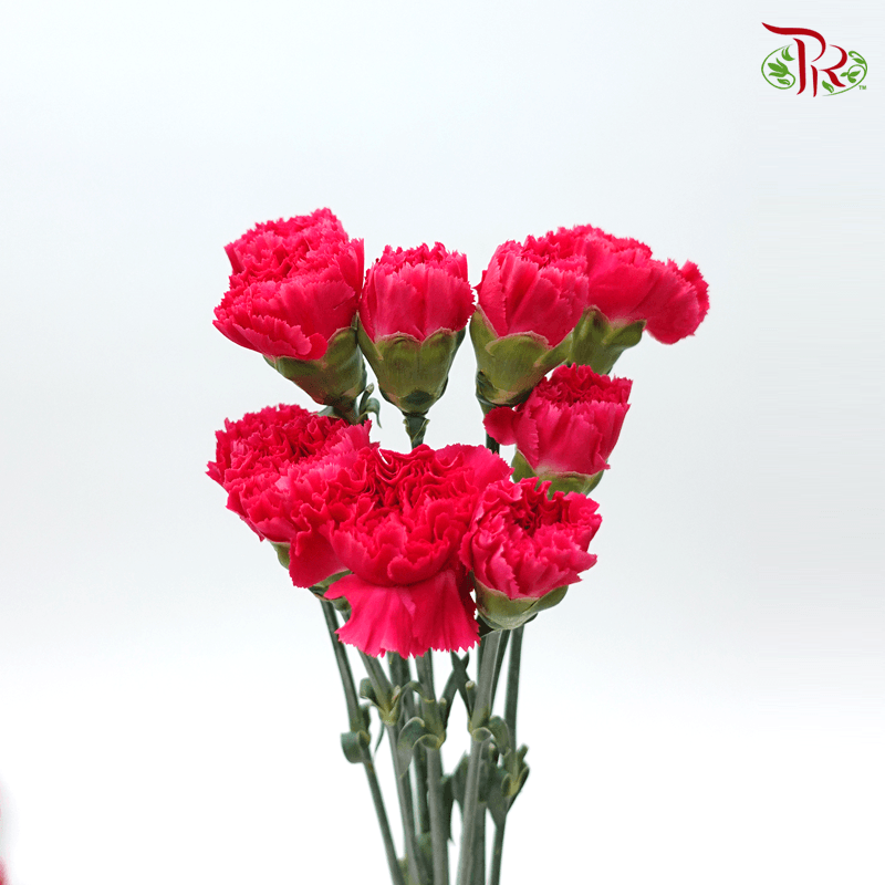 Carnation - Dark Pink (10 Stems)-Cherry Pink-Columbia-prflorist.com.my