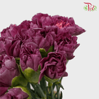Carnation - Dark Purple (18-20 Stems)-Purple-Malaysia-prflorist.com.my