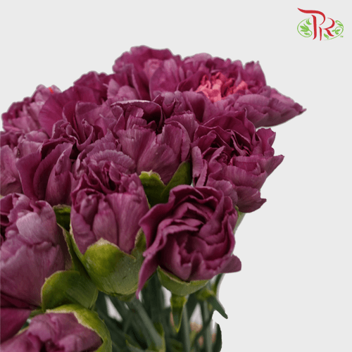Carnation - Dark Purple (18-20 Stems)-Purple-Malaysia-prflorist.com.my