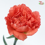 Carnation - Dusty Orange ( 18-20stems )-Orange-China-prflorist.com.my