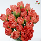 Carnation - Dusty Orange ( 18-20stems )-Orange-China-prflorist.com.my