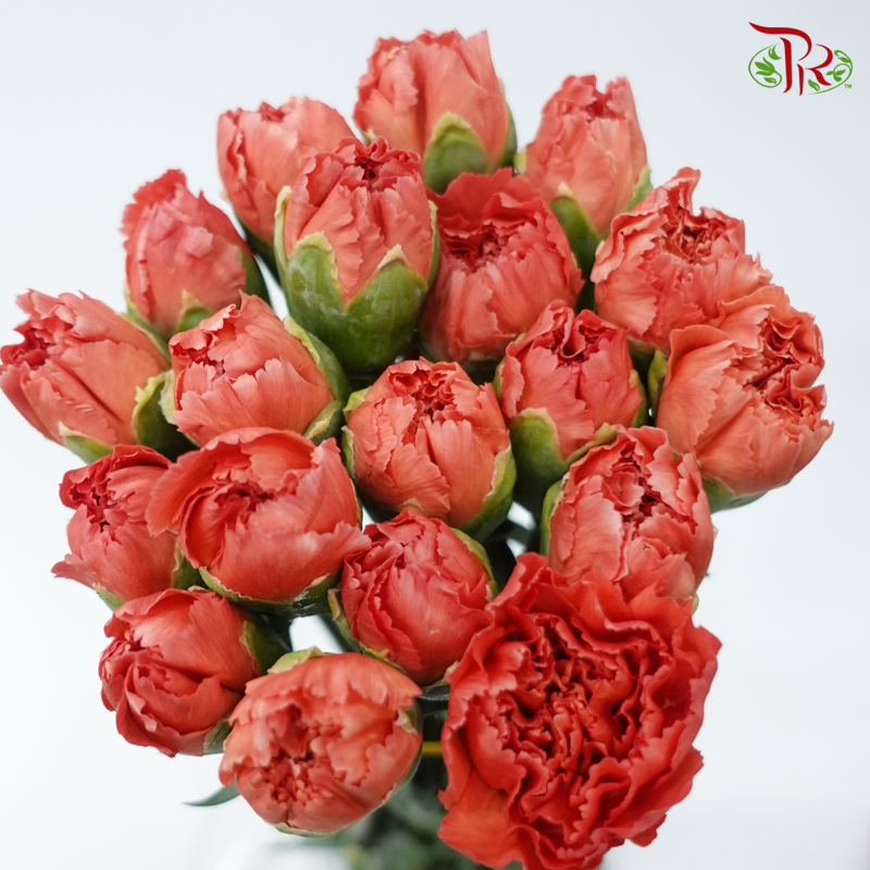 Carnation - Dusty Orange ( 18-20stems )-Orange-China-prflorist.com.my