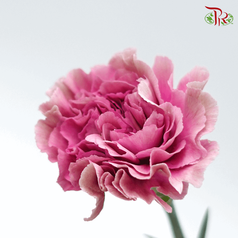 Carnation - Dusty Vintage Pink (10 Stems)-Pink-Columbia-prflorist.com.my