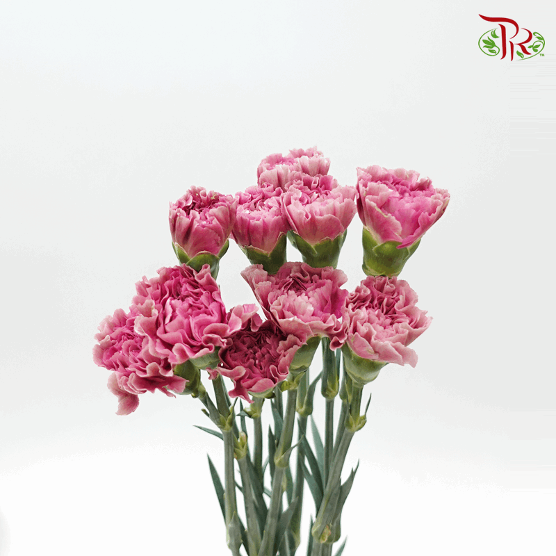 Carnation - Dusty Vintage Pink (10 Stems)-Pink-Columbia-prflorist.com.my