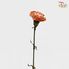 Carnation Dyed - Coffee Time (10 Stems)-Coffee-China-prflorist.com.my