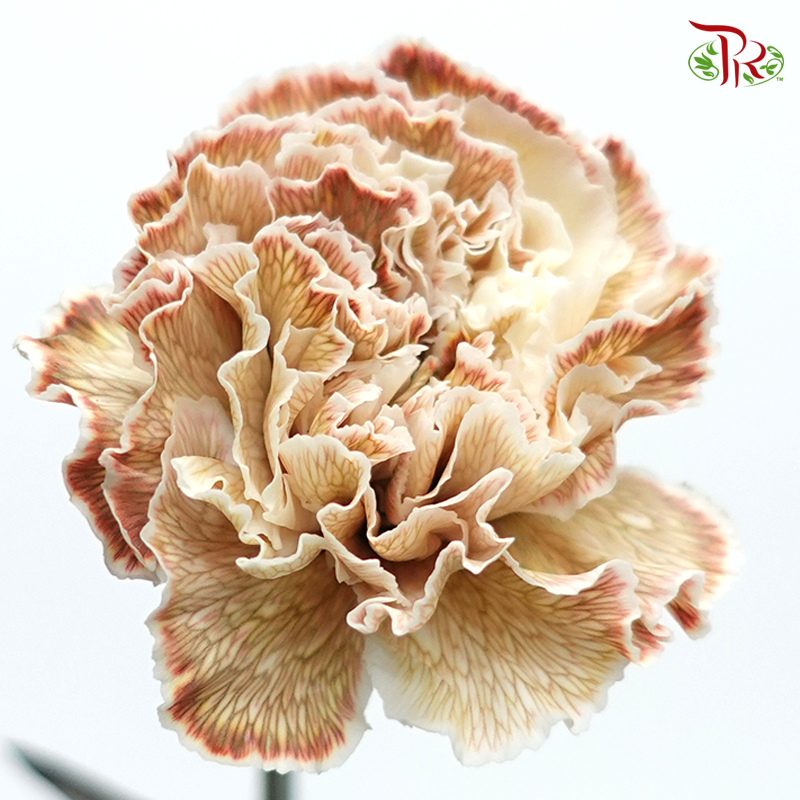 Carnation Dyed Color - Asuna (10 Stems)-Asuana-Columbia-prflorist.com.my