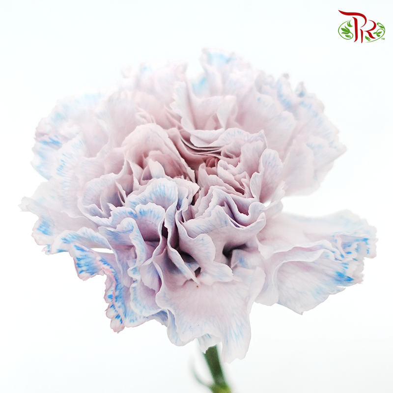Carnation Dyed Color - Fear Dark (10 Stems)-Pink/Blue-Columbia-prflorist.com.my