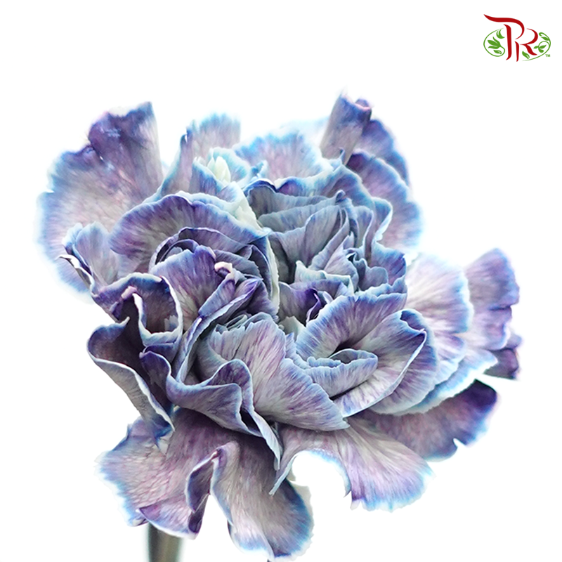 Carnation Dyed Color - Future (10 Stems)-Future-Columbia-prflorist.com.my