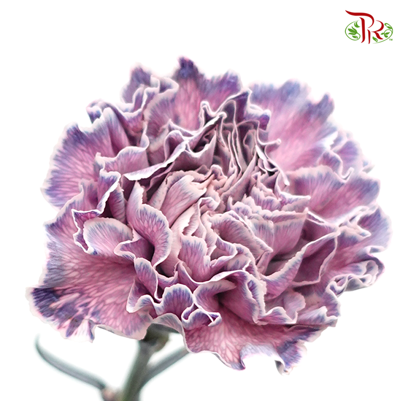 Carnation Dyed Color - Killua (10 Stems)-Killua-Columbia-prflorist.com.my