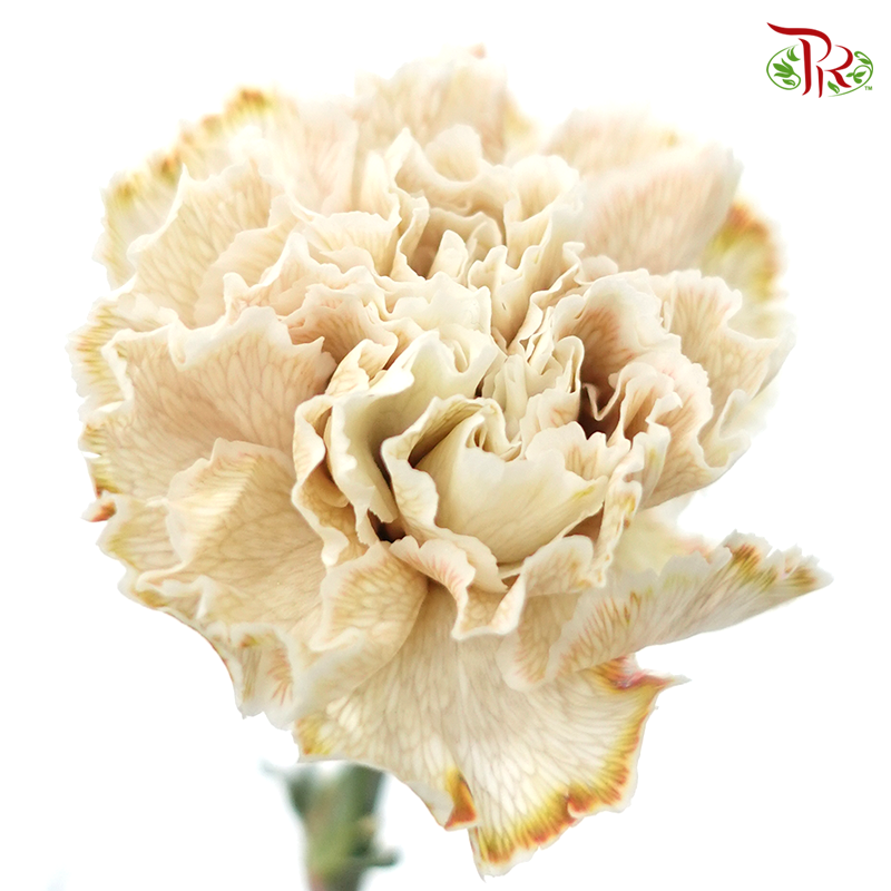 Carnation Dyed Color - Maka (10 Stems)-Maka-Columbia-prflorist.com.my