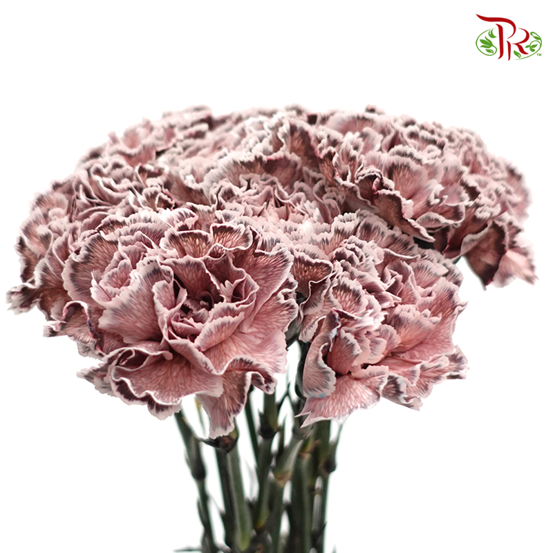 Carnation Dyed Color - Mine (10 Stems)-Mine-Columbia-prflorist.com.my