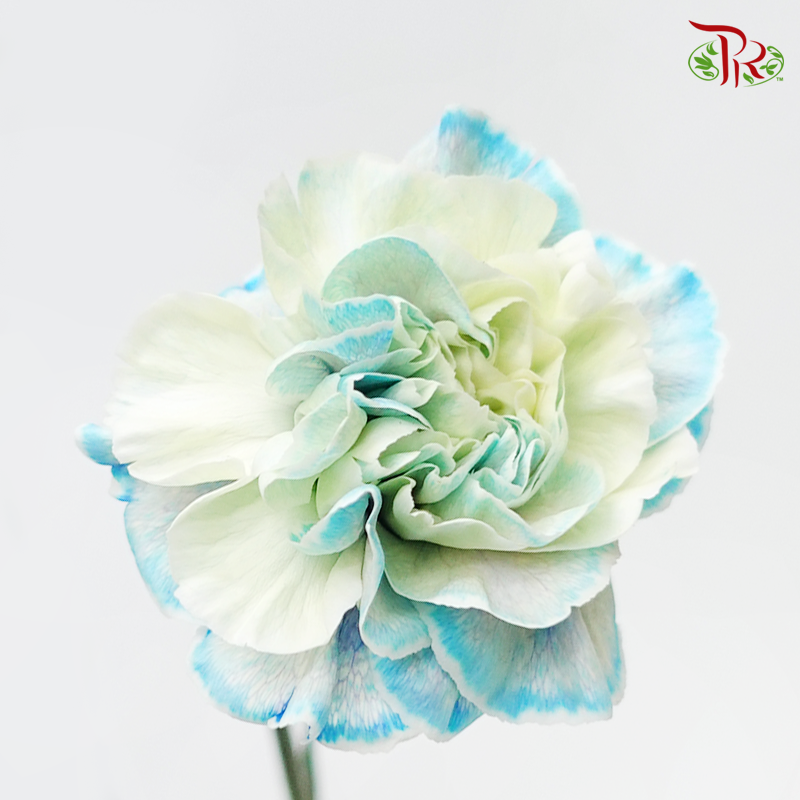 Carnation Dyed Color - Nymp (10 Stems)-Nymp-Columbia-prflorist.com.my