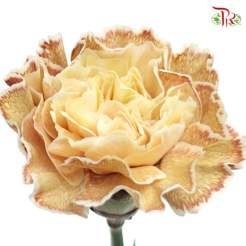 Carnation Dyed Color - Padi (10 Stems)-Padi-Columbia-prflorist.com.my