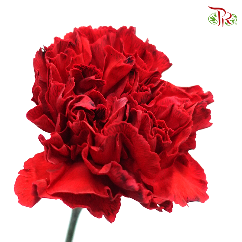 Carnation Dyed Color - Red Tinted Black (10 Stems)-Red Tinted Black-Columbia-prflorist.com.my