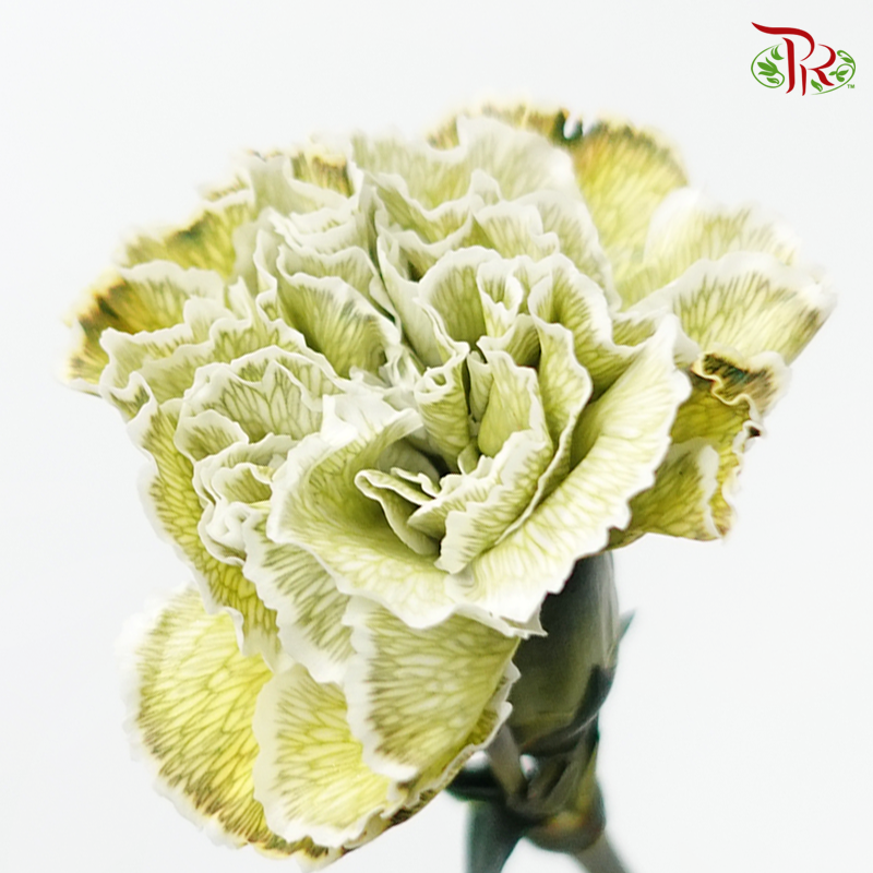 Carnation Dyed Color - Revy (10 Stems)-Revy-Columbia-prflorist.com.my