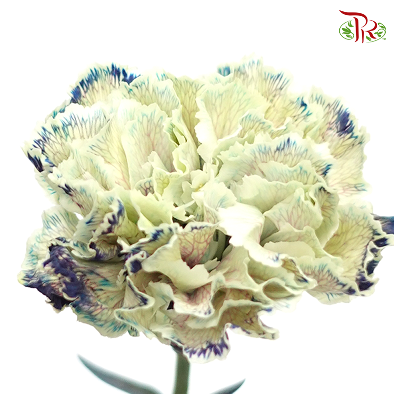 Carnation Dyed Color - Sailor (10 Stems)-Sailor-Columbia-prflorist.com.my