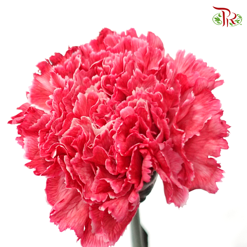 Carnation Dyed Color - Top Light (10 Stems)-Top Light-Columbia-prflorist.com.my
