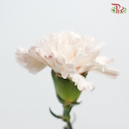 Carnation Dyed Wasabi - Baby Brown (10 Stems)-Brown-China-prflorist.com.my