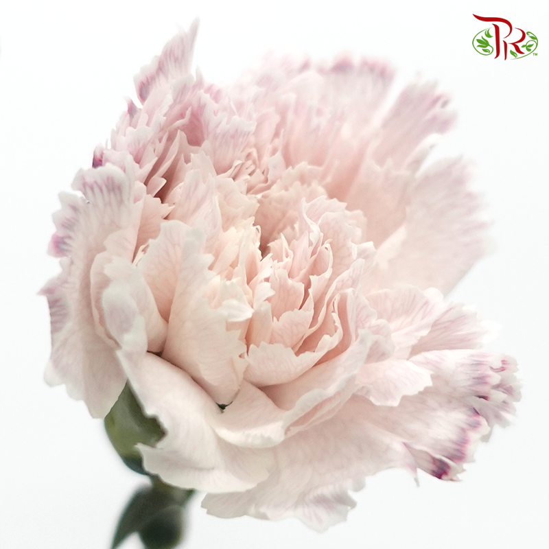 Carnation Dyed Wasabi - Lilac (10 Stems)-Lilac-China-prflorist.com.my