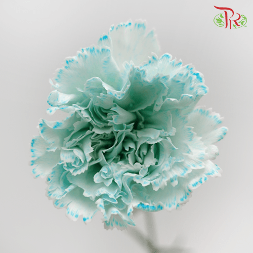 Carnation Dyed Wasabi - White Blue (10 Stems)-Blue-China-prflorist.com.my