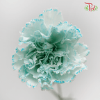 Carnation Dyed Wasabi - White Blue (10 Stems)-Blue-China-prflorist.com.my