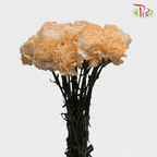 Carnation Dyed Wasabi - White Orange (10 Stems)-Orange-China-prflorist.com.my
